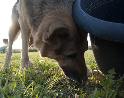 Hundesenioren